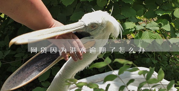 网贷因为洪水逾期了怎么办 网贷因为洪水逾期了怎么办