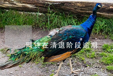 网贷在清退阶段逾期 网贷在清退阶段逾期