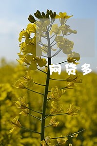 网贷多个平台逾期有什么问题吗 网贷多个平台逾期有什么问题吗