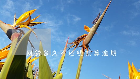 网贷多久不还钱就算逾期 网贷多久不还钱就算逾期