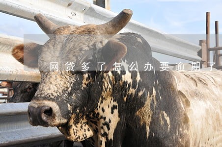 网贷多了怎么办要逾期了 网贷多了怎么办要逾期了