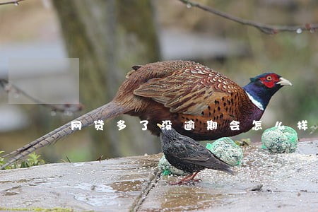 网贷多了没逾期会怎么样