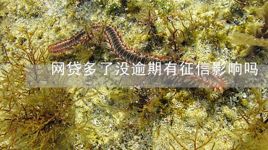 网贷多了没逾期有征信影响吗
