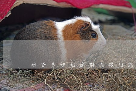 网贷多但无逾期去银行能贷到款 网贷多但无逾期去银行能贷到款
