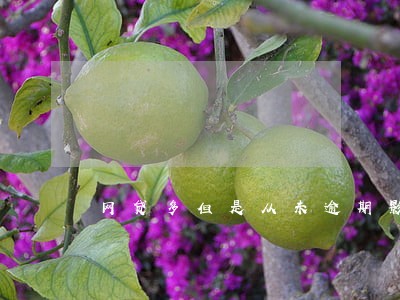 网贷多但是从未逾期影响房贷吗 网贷多但是从未逾期影响房贷吗