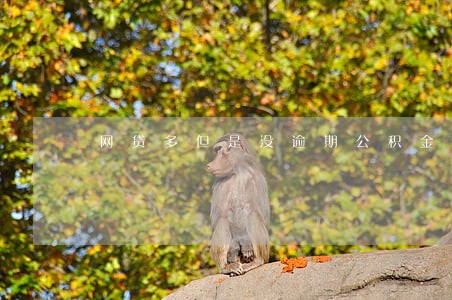 网贷多但是没逾期公积金 网贷多但是没逾期公积金
