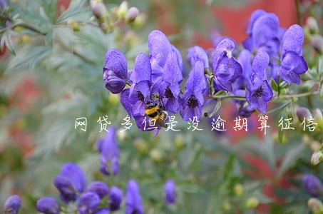 网贷多但是没逾期算征信差吗 网贷多但是没逾期算征信差吗