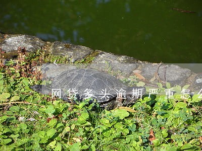 网贷多头逾期严重怎么查询 网贷多头逾期严重怎么查询