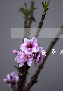 网贷多头逾期还能贷款吗
