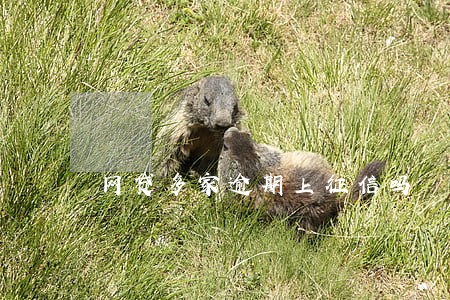 网贷多家逾期上征信吗 网贷多家逾期上征信吗