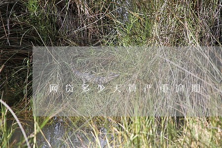 网贷多少天算严重逾期 网贷多少天算严重逾期