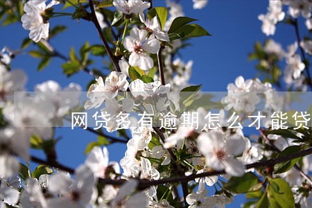 网贷多有逾期怎么才能贷款 网贷多有逾期怎么才能贷款