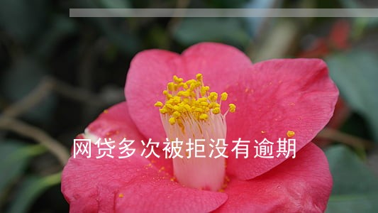 网贷多次被拒没有逾期 网贷多次被拒没有逾期