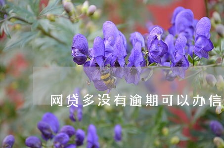 网贷多没有逾期可以办信用卡吗