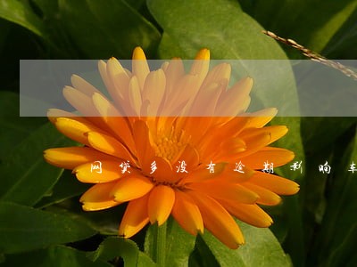 网贷多没有逾期影响车贷吗 网贷多没有逾期影响车贷吗