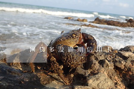 网贷多没逾期信用卡 网贷多没逾期信用卡