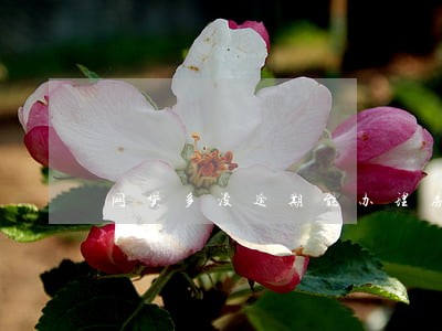网贷多没逾期能办理房贷吗 网贷多没逾期能办理房贷吗