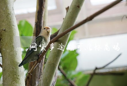 网贷多逾期可以协商吗
