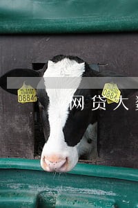 网贷大数据逾期了多久更新