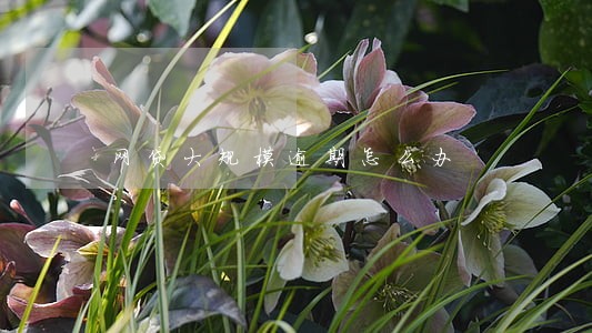 网贷大规模逾期怎么办