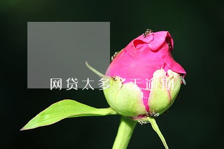 网贷太多了无逾期 网贷太多了无逾期
