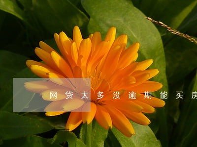 网贷太多没逾期能买房子吗 网贷太多没逾期能买房子吗