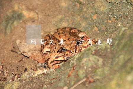 网贷夫妻一方有逾期 网贷夫妻一方有逾期