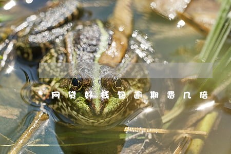 网贷好钱包逾期费几倍 网贷好钱包逾期费几倍