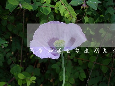网贷如果全面逾期怎么处理 网贷如果全面逾期怎么处理