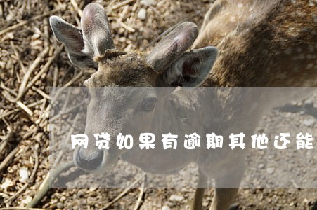 网贷如果有逾期其他还能借吗 网贷如果有逾期其他还能借吗