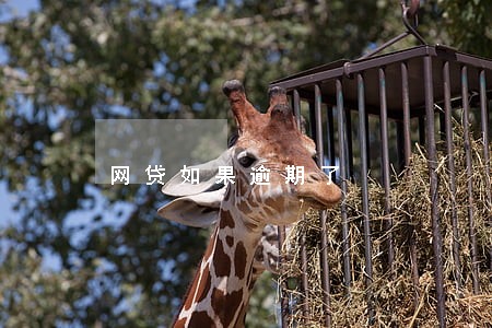 网贷如果逾期了