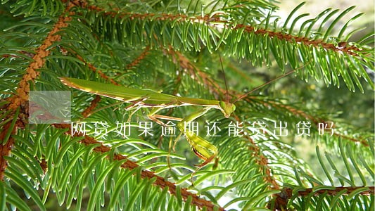 网贷如果逾期还能贷出贷吗 网贷如果逾期还能贷出贷吗