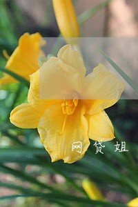 网贷姐逾期800多天 网贷姐逾期800多天