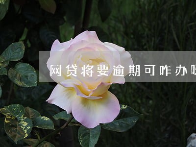 网贷将要逾期可咋办呀呀呀 网贷将要逾期可咋办呀呀呀
