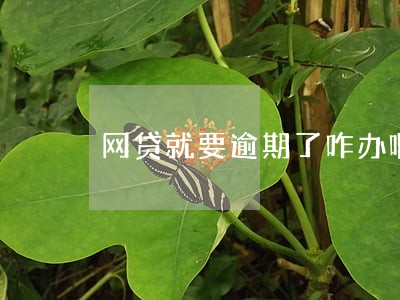 网贷就要逾期了咋办啊 网贷就要逾期了咋办啊