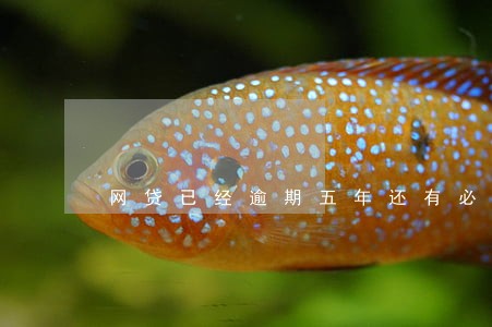 网贷已经逾期五年还有必要还吗 网贷已经逾期五年还有必要还吗