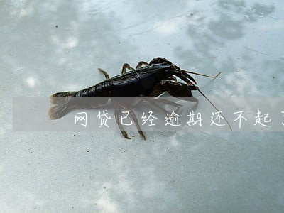 网贷已经逾期还不起了怎么办