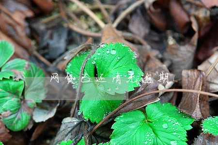 网贷已还清无逾期 网贷已还清无逾期