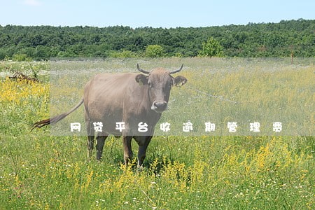 网贷平台收逾期管理费 网贷平台收逾期管理费