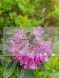 网贷平台的逾期费用 网贷平台的逾期费用