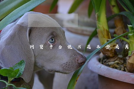 网贷平台说只还本金是真的吗 网贷平台说只还本金是真的吗