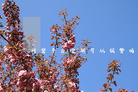 网贷平台逾期可以报警吗 网贷平台逾期可以报警吗