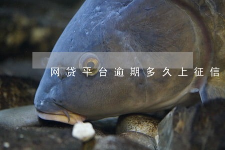 网贷平台逾期多久上征信 网贷平台逾期多久上征信