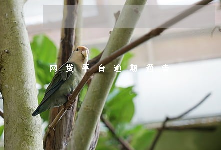 网贷平台逾期通告 网贷平台逾期通告