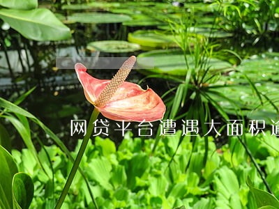 网贷平台遭遇大面积逾期 网贷平台遭遇大面积逾期