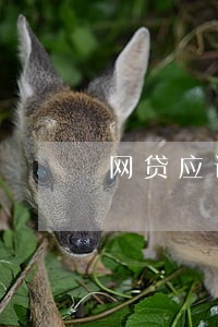网贷应该逾期还是拆墙补 网贷应该逾期还是拆墙补