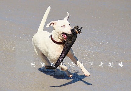 网贷延期还款算逾期吗 网贷延期还款算逾期吗