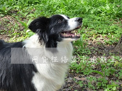 网贷征信显示逾期五个月 网贷征信显示逾期五个月