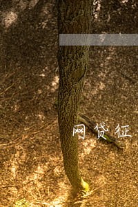 网贷征信有逾期可以贷款买车吗 网贷征信有逾期可以贷款买车吗