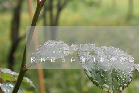 网贷征信有逾期怎么消除